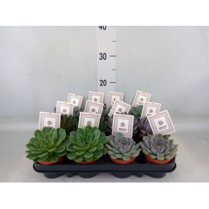 Echeveria  'Rosetta'   ...mix