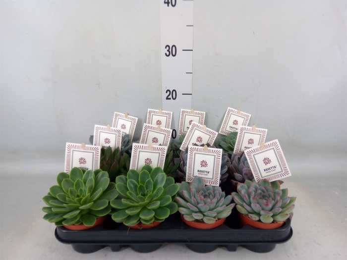 <h4>Echeveria  'Rosetta'   ...mix</h4>