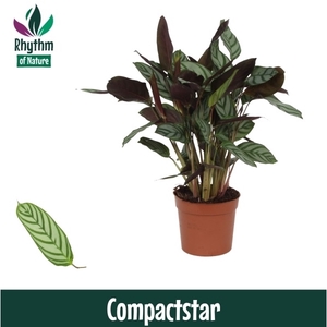 Calathea 12cm Compactstar Rhythm of Nature (Ctenanhte)