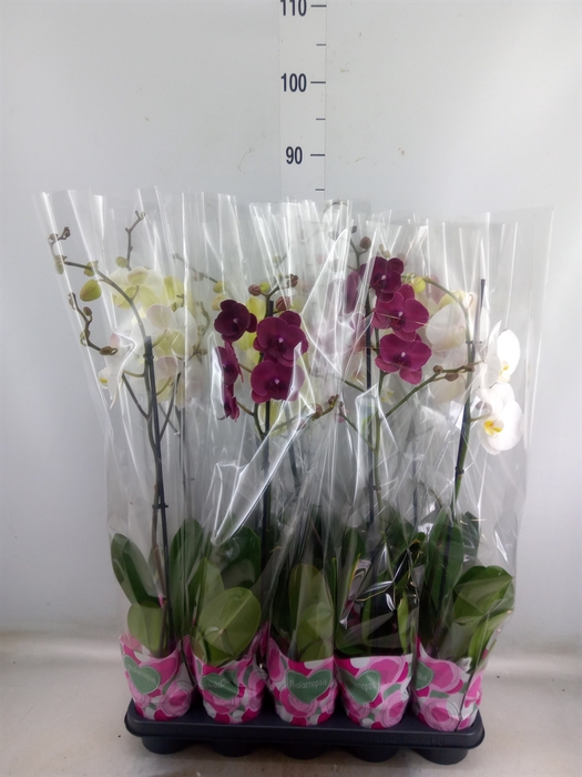 <h4>Phalaenopsis   ...mix  5</h4>