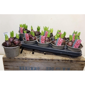 arr8 Hyacin Pink Pearl