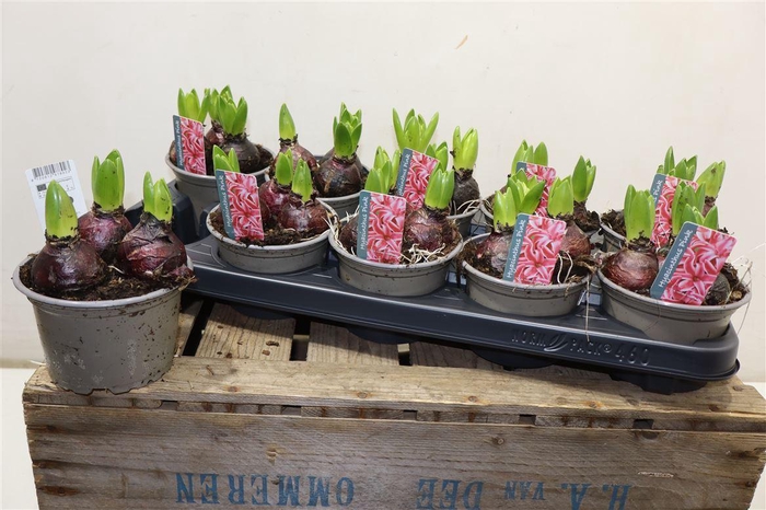 <h4>arr8 Hyacin Pink Pearl</h4>