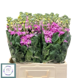 MATTH IRON PINK