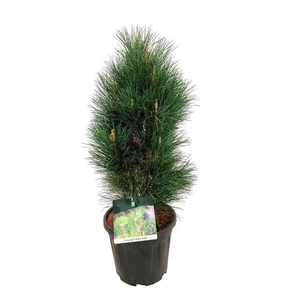 Pinus nigra 'Green Tower'