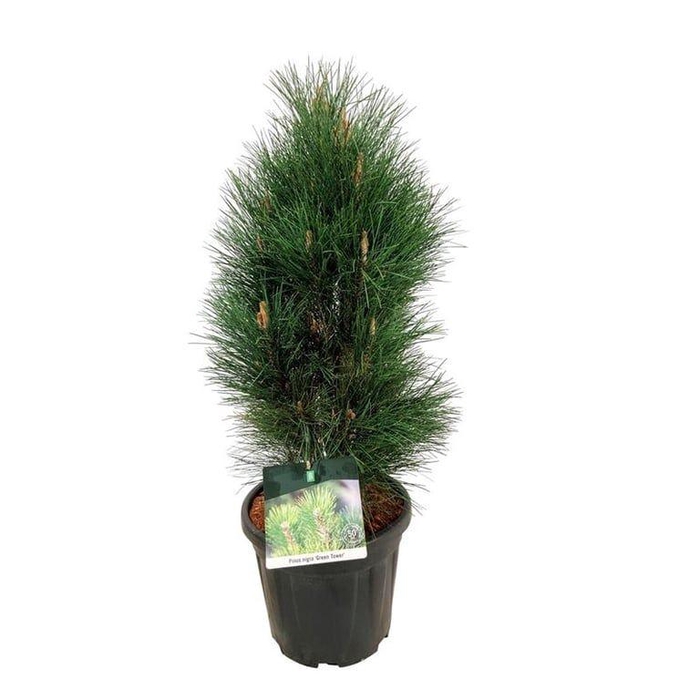 <h4>Pinus nigra 'Green Tower'</h4>