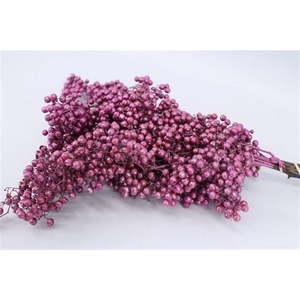 Schinus M Pt Metalic Purple Bunch