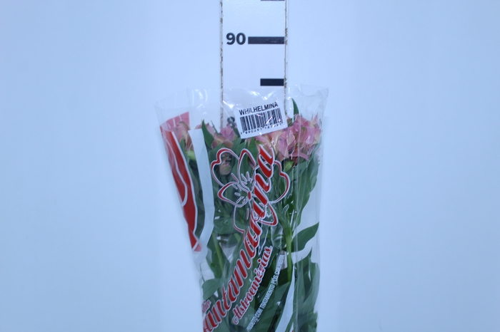 ALSTROEMERIA WILLHELMINA 080 CM