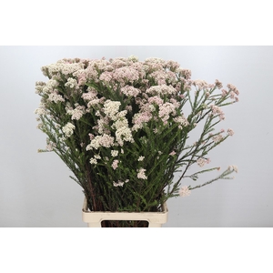 Ozothamnus Cooks Lightpink Spray