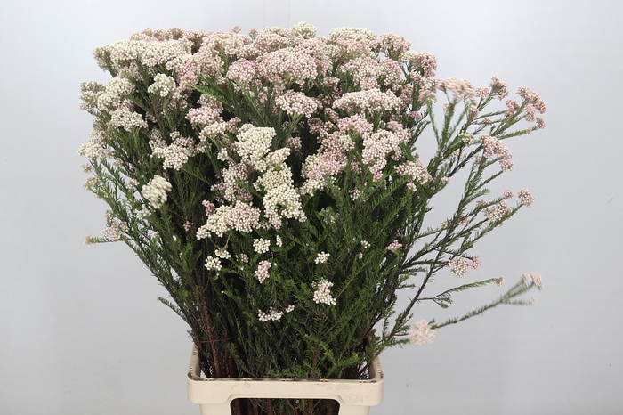 Ozothamnus Cooks Lightpink Spray