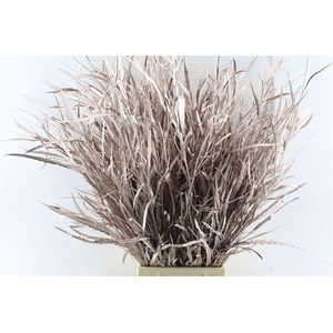 Grevillea Metal Champagne