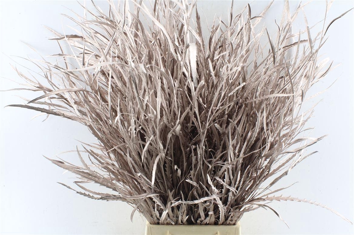 <h4>Grevillea Metal Champagne</h4>