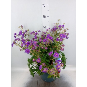 Geranium pratense