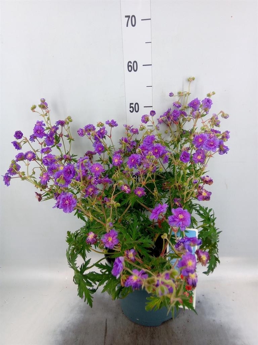 <h4>Geranium pratense</h4>