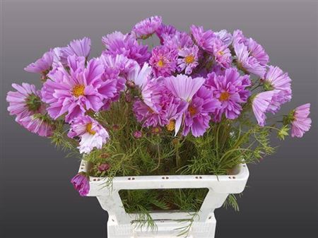 <h4>Cosmos Bipinnatus Pink</h4>