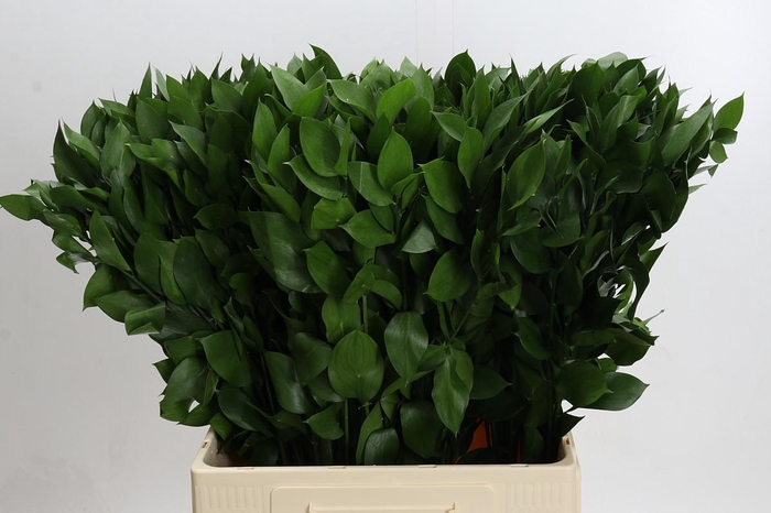 <h4>Ruscus Hypophyllum</h4>