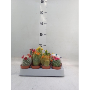 Cactus   ...decorated