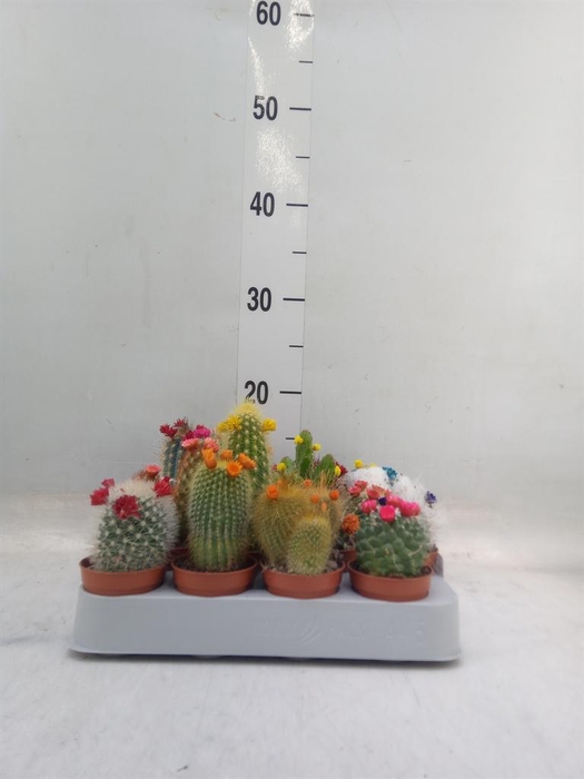 <h4>Cactus   ...decorated</h4>
