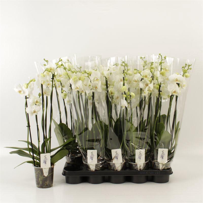 <h4>PHAL OV WIT</h4>