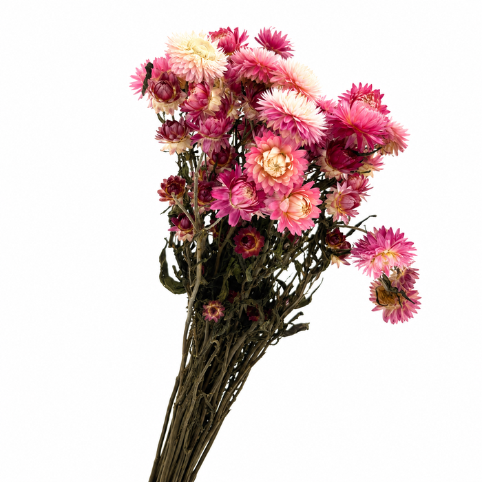 <h4>Dried Helichrysum Light Pink</h4>