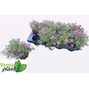 PHLOX S FAB ROSE
