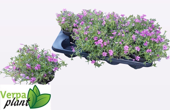 PHLOX S FAB ROSE