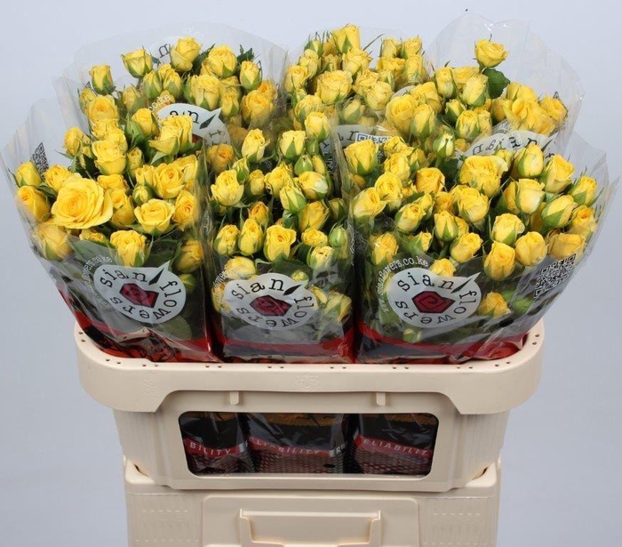 <h4>R TR GOLDEN BLOSSOMS</h4>