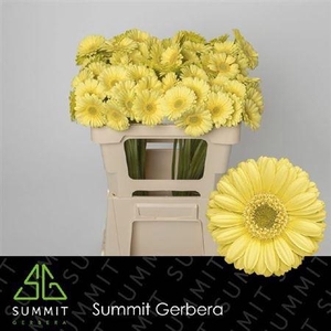 Gerbera mini Lemon Ice