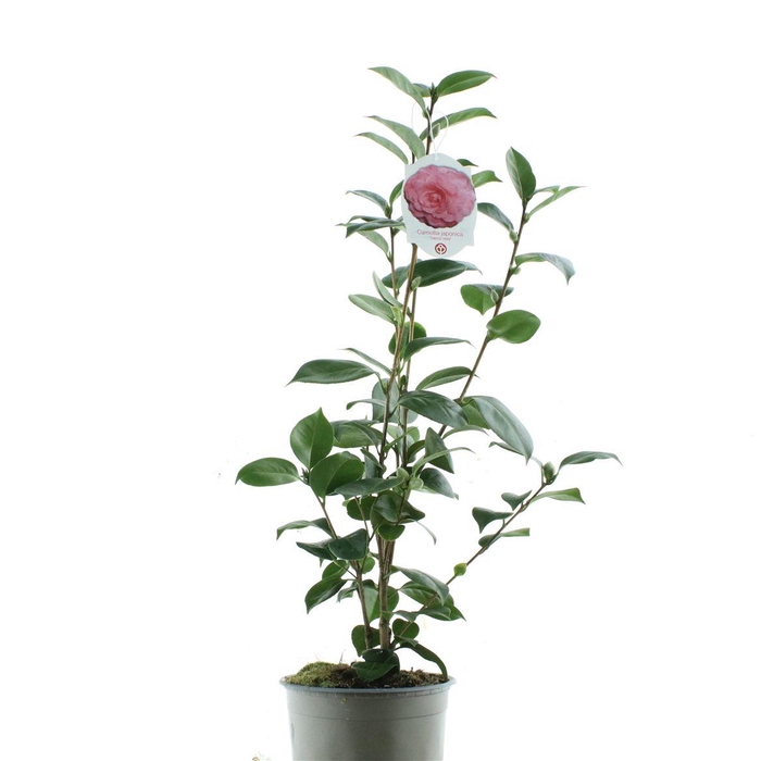 <h4>Camellia Japonica</h4>