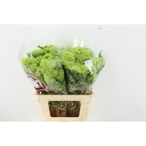 VIBURNUM ROSEUM ST 2-4 BALL