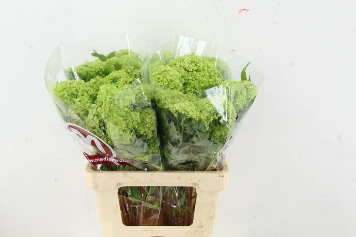 <h4>VIBURNUM ROSEUM ST 2-4 BALL</h4>