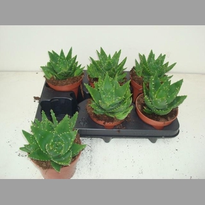 ALOE PERFOLIATA