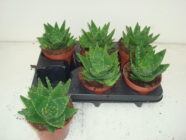 <h4>ALOE PERFOLIATA</h4>