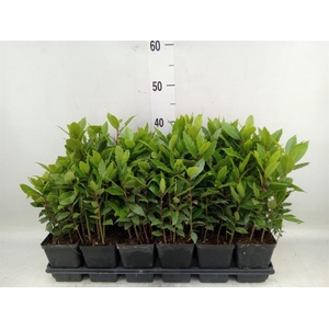 Laurus nobilis