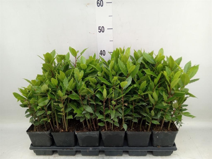 <h4>Laurus nobilis</h4>