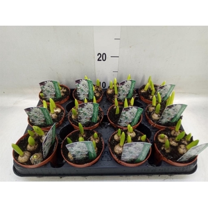 Ornithogalum balansae