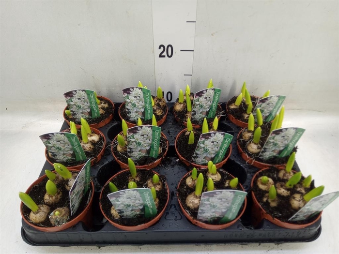 <h4>Ornithogalum balansae</h4>