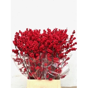 ILEX MAG SUPREME RED