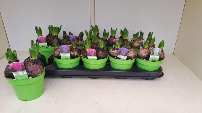 <h4>HYACIN GEM 3 KL</h4>