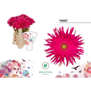 Gerbera Pasta Twist Water x40