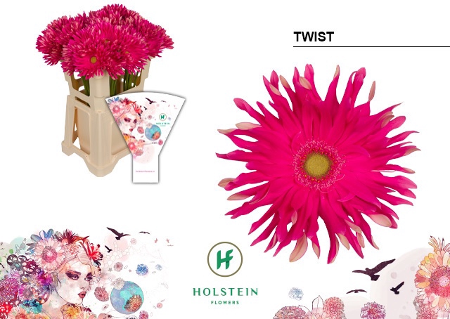 <h4>Gerbera Pasta Twist Water x40</h4>