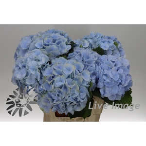 Hydrangea verena blue