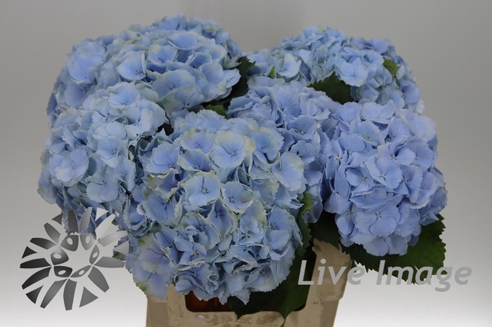 <h4>Hydrangea verena blue</h4>