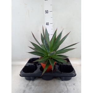 Agave  'Shaka Zulu'