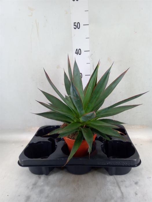 <h4>Agave  'Shaka Zulu'</h4>