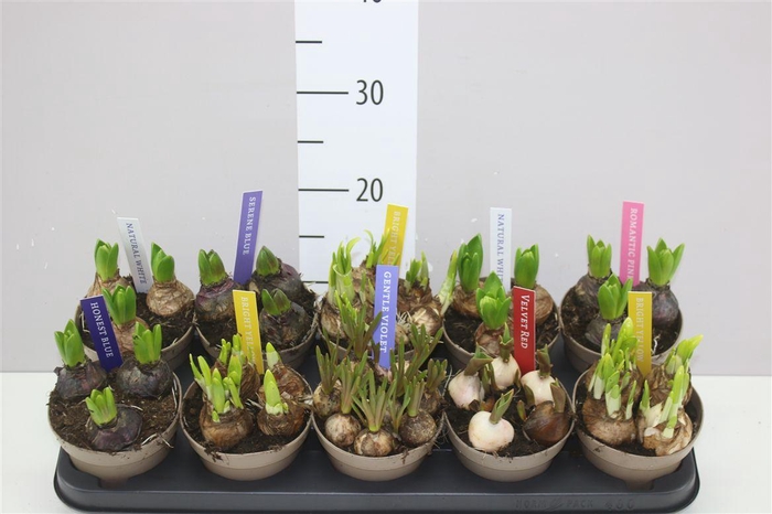 <h4>Bolbloemen Gemengd</h4>