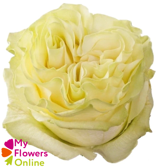 <h4>R Gr Moonstone White 40cm EC</h4>