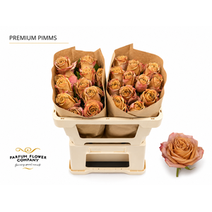 Rosa Premium Pimms