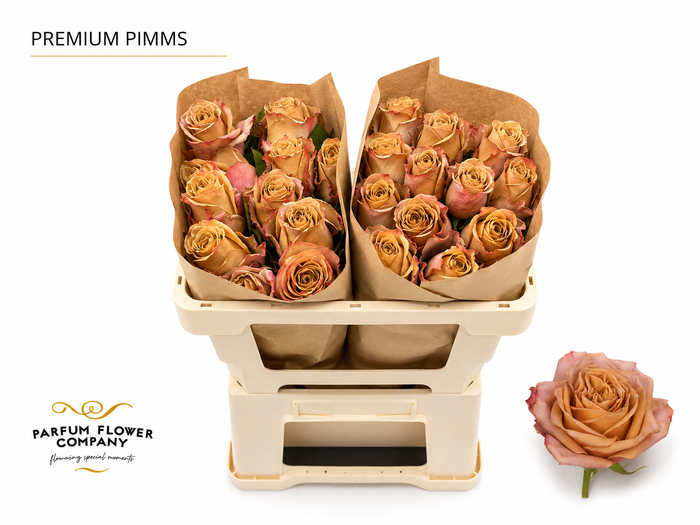<h4>Rosa Premium Pimms</h4>
