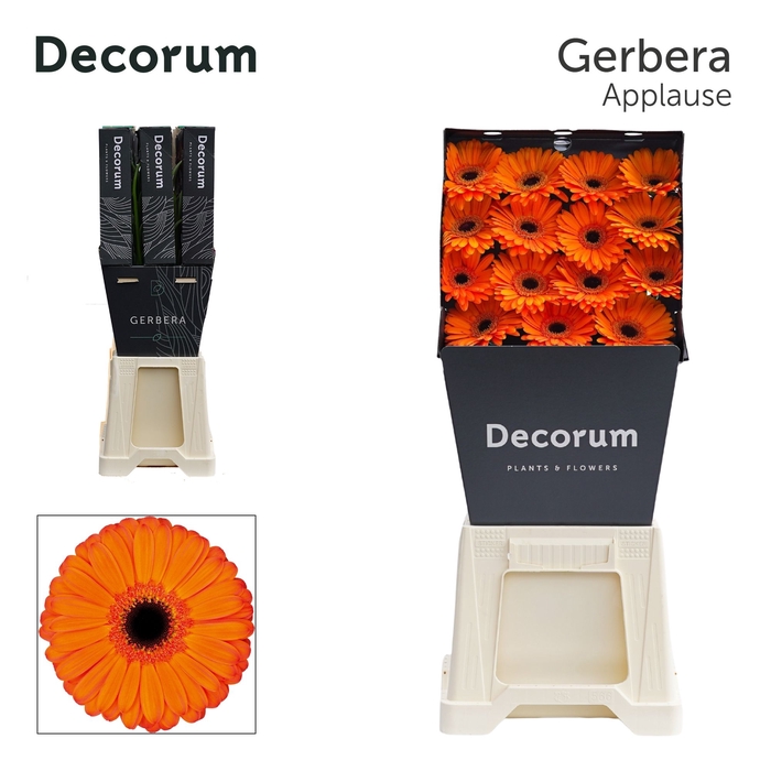 Gerbera Applause Diamond