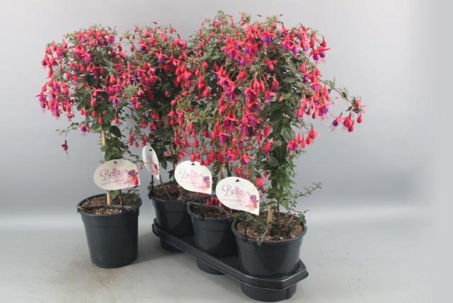 <h4>FUCHSIA OV</h4>